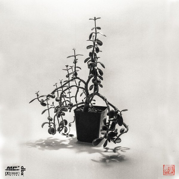Plant Cell Division album cover