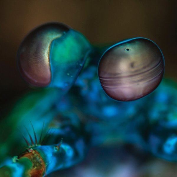 Amasia: Anamibia Sessions 2 cover